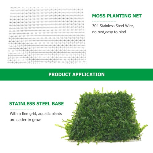 Christmas moss live plant - moss,