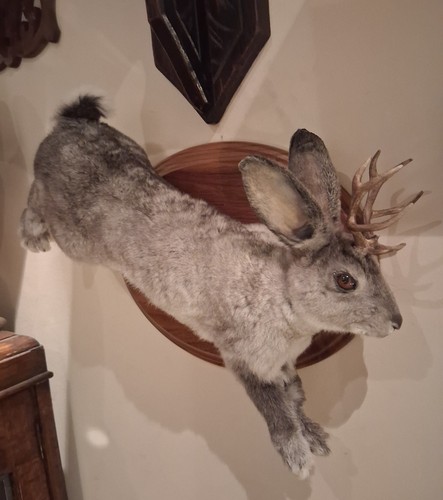 Jackalope chinchilla rabbit - jackalope,