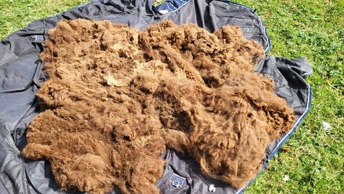 Alpaca fleece - alpaca,