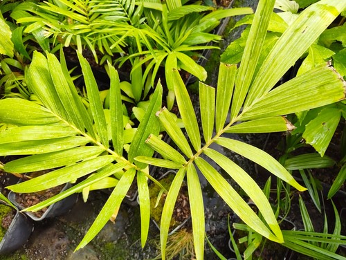 Adonidia merrillii cm pot - adonidia,