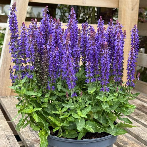 Salvia nemorosa sensation - nemorosa, deep