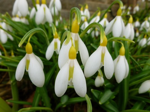 Galanthus plicatus wendy s - galanthus, 'wendy's