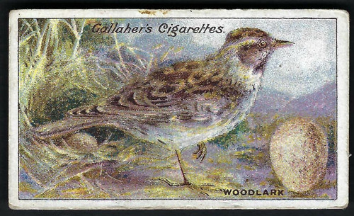 Gallaher birds nests - birds,, eggs