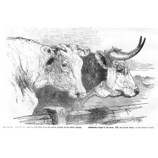 Prize Cattle - Shorthorn Cow and Herefordshire Cow - Antique Print 1855