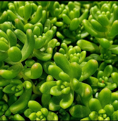 10x sedum album athoum fresh - album,