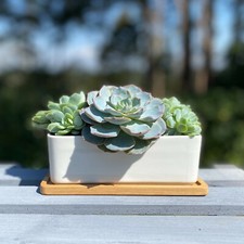 Cactus Succulent Pot Ceramic Trough Planter Indoor Outdoor (17cm)