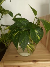 Golden Pothos Devil's Ivy Large Hanging Climbing House Plant 2x Cuttings