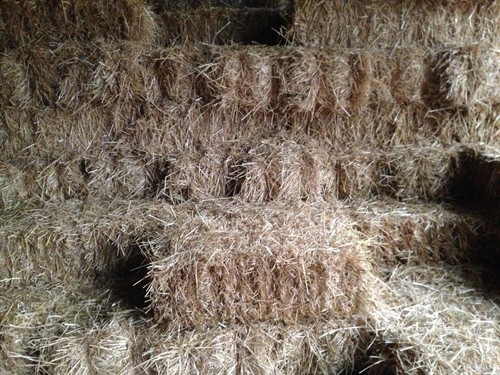 Wheat barley straw bales - wheat,