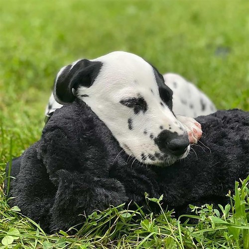 Snuggle puppy original - puppy,