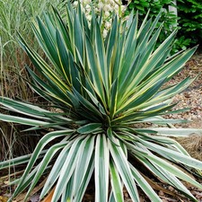 Yucca Variegata - Variegated