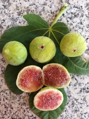 Aspra fig tree - 2x“aspra”,