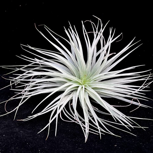 Large silver clump - , tillandsia