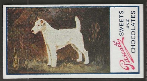 Pascall dogs 1924 wire - pascall-dogs, 1924-#18-