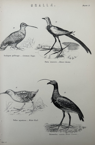 Antique print birds c1870s - antique,