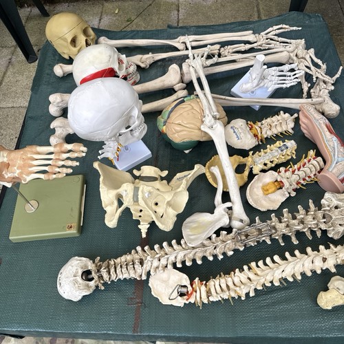 Collection anatomy models - anatomy,