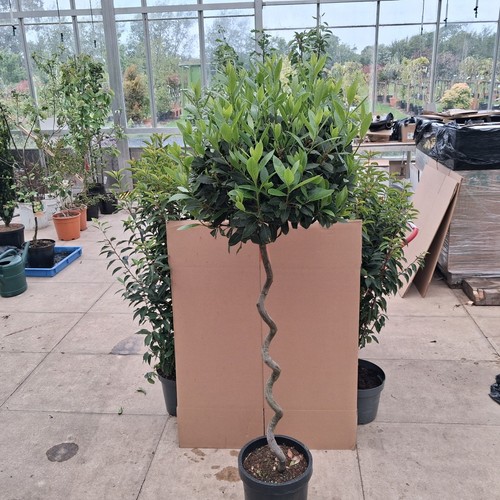 Laurus nobilis spiral - laurus,
