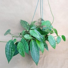 Hoya macrophylla Green –