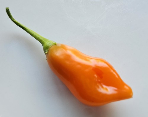 Tangerine tiger chilli - 20,