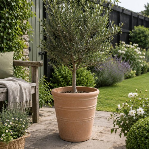 Tuscany plant pot indoor - plant,