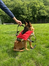 Euro Joe - Bite Pad Cushion