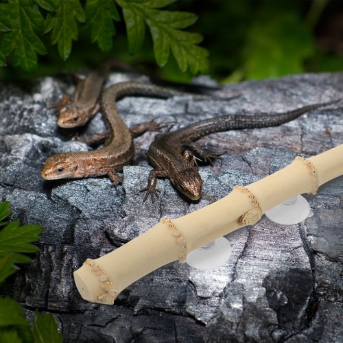 Khaki bamboo reptile climbing - bamboo,