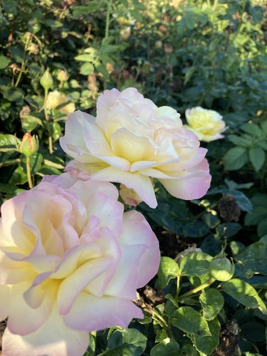 Beautiful peace hybrid - 2,