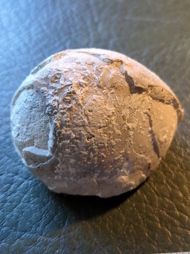 Fossil echinoid echinocorys - echinoid,,