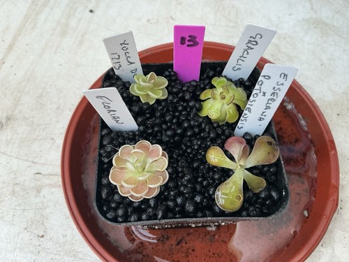 Pinguicula collection 13 - collection, #13