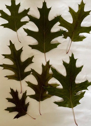 Real pressed dried green oak - pressed,