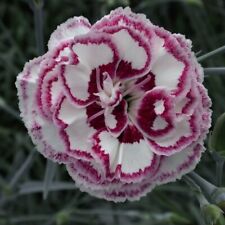 Dianthus (Pinks) Grans Favourite 9cm Pots Hardy Perennial Scented By T&M