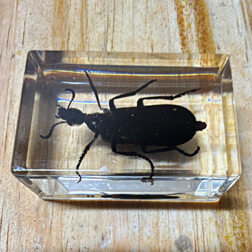Beetle insect specimen - beetle,