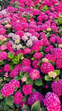 Hydrangea Pink "Mophead" Plant