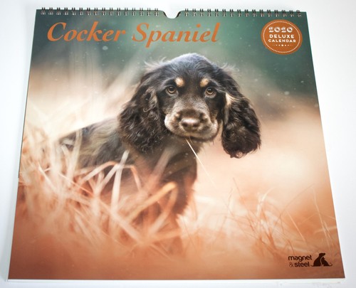 Cocker spaniel wall - wall, calendar