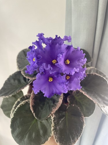 African violets two baby - african,