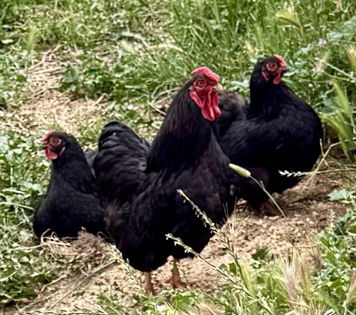 Black bantam wyandotte - black,