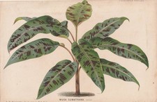 French Antique Botanical "MUSA