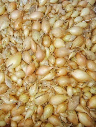 Winter onion sets autumn - sets,