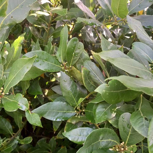 Bay tree - tree, nobilis)