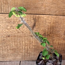 D4700 EUPHORBIA MILII