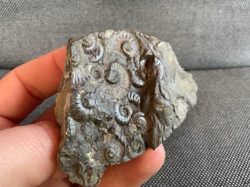 Fossil ammonite negative - fossil,
