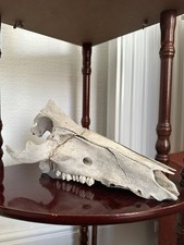 Wild Boar Skull and Bones Gothic Decor - Ethically Sourced