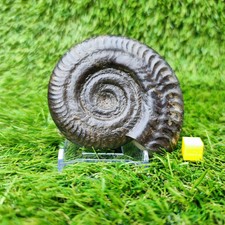 Fossil whitby hildoceras - fossil,