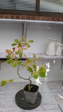 English Oak Bonsai Starter
