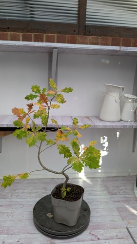 English oak bonsai starter - english,