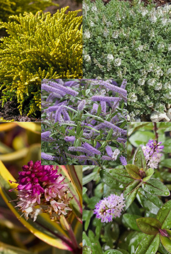 Small hebe mix - 5, evergreen