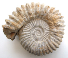 Very Large Ammonite Fossil – Great Display Item