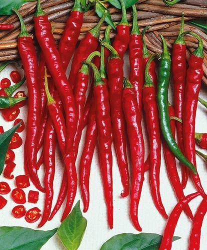 Chilli pepper cayenne long - chilli, pepper,
