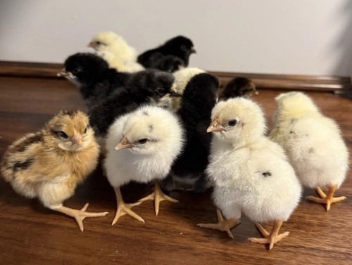 Barnyard mix hatching - mix,
