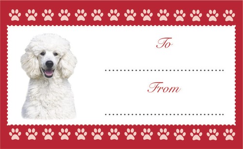 White poodle dog - poodle,