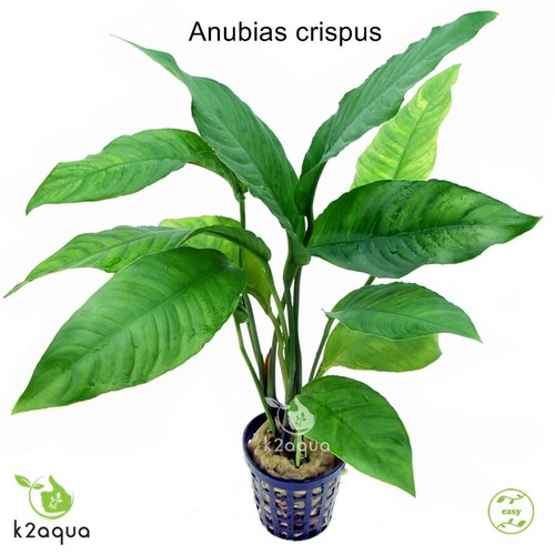 Anubias species live - anubias,